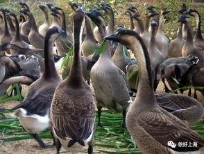 网红大鹅鹅黑料,黑料背后的真相与反思