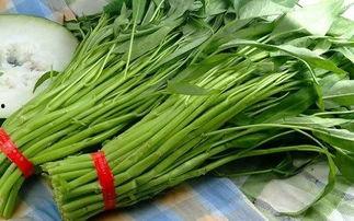 网红超快乐空心菜黑料